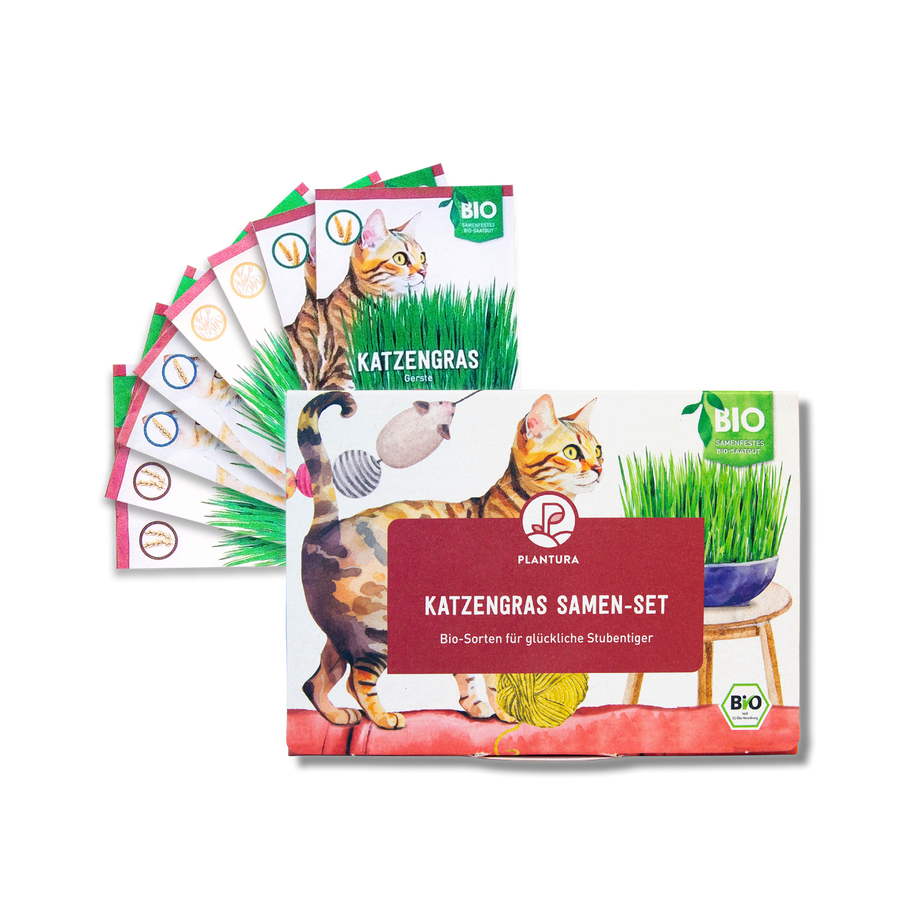 Bio-Katzengras Samen-Set