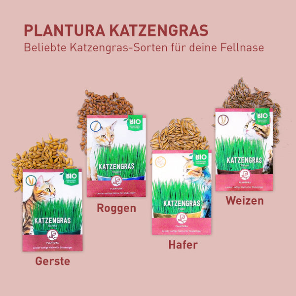 Bio-Katzengras Samen-Set mit 4 Sorten