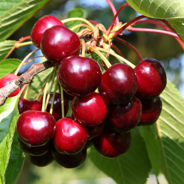 Reife Kirschen 'Aida'