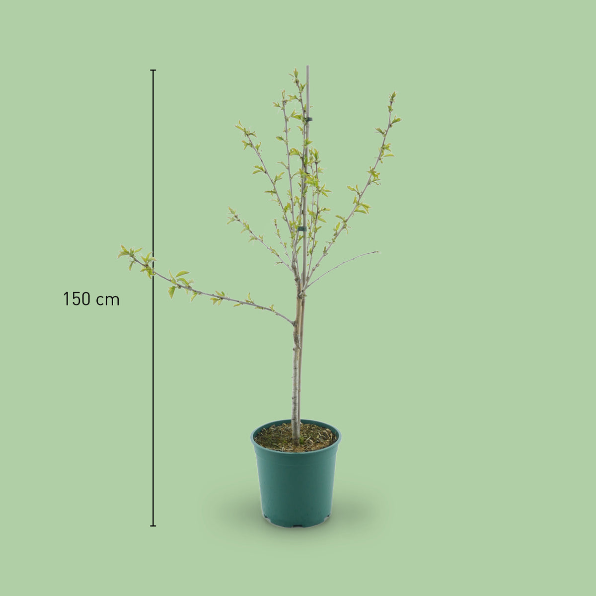 Größe des Bio-Kirschbaums 'Aida'