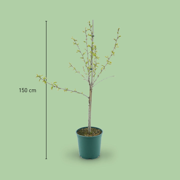 Größe des Bio-Kirschbaums 'Aida'