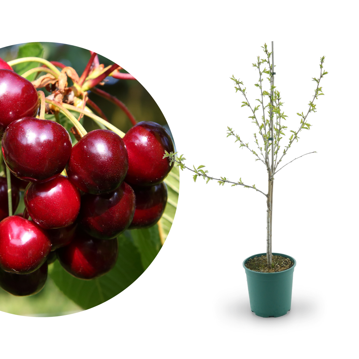 Bio-Kirschbaum 'Aida'