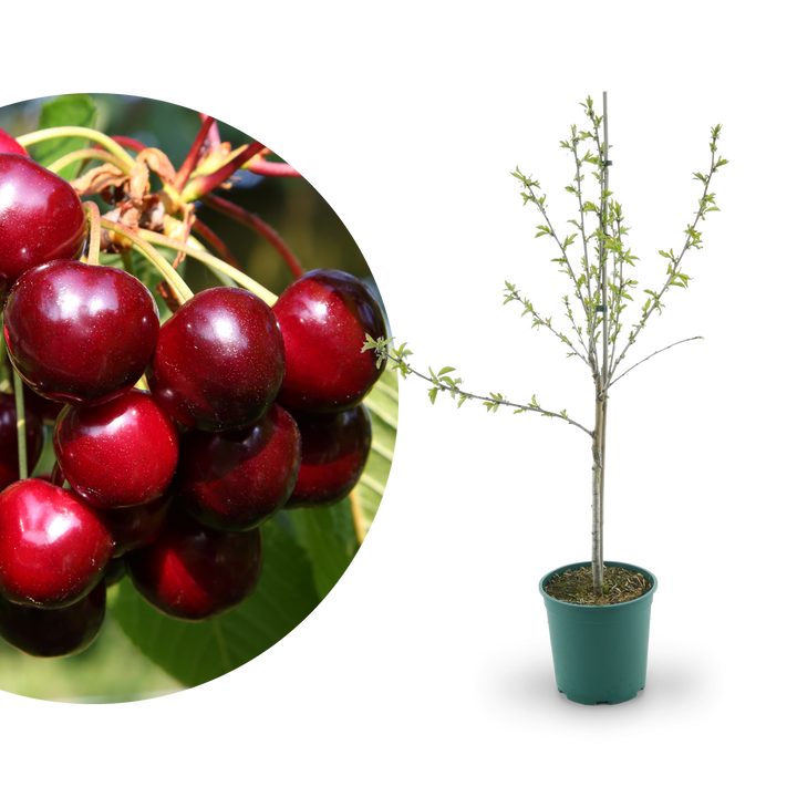 Bio-Kirschbaum 'Aida'