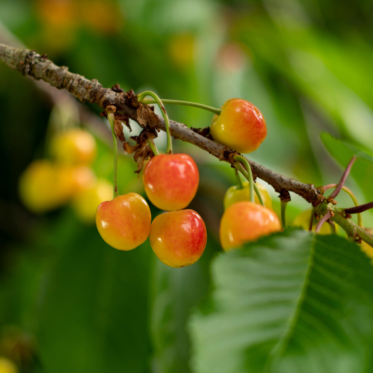 Bio-Kirschbaum 'Büttners Rote Knorpelkirsche' im Garten