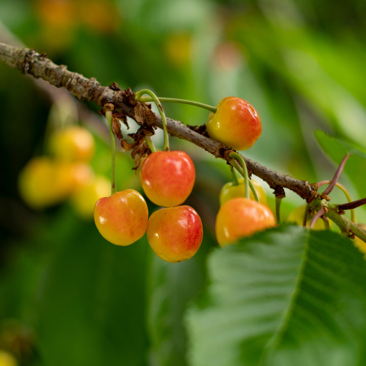 Bio-Kirschbaum 'Büttners Rote Knorpelkirsche' im Garten