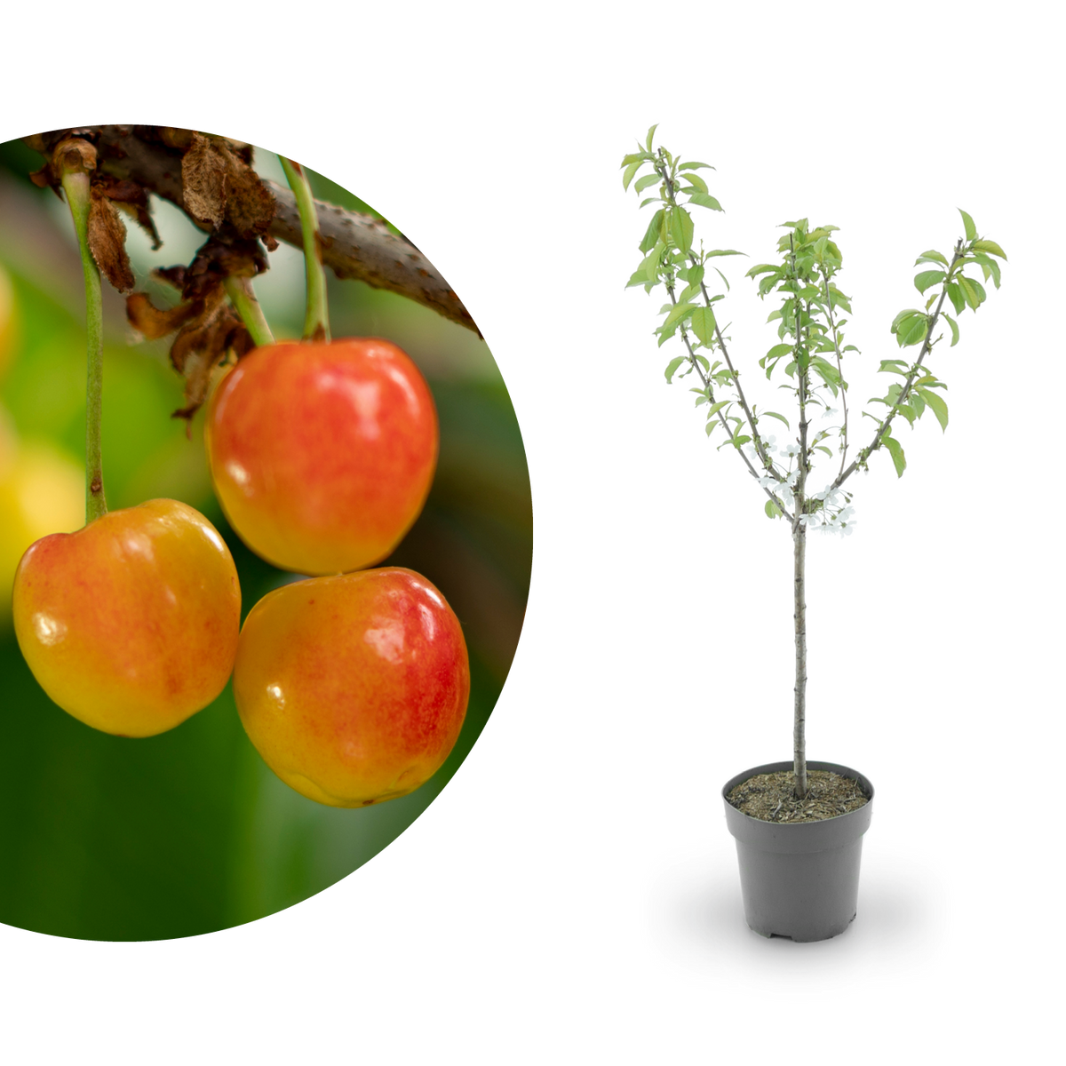 Bio-Kirschbaum 'Büttners Rote Knorpelkirsche'