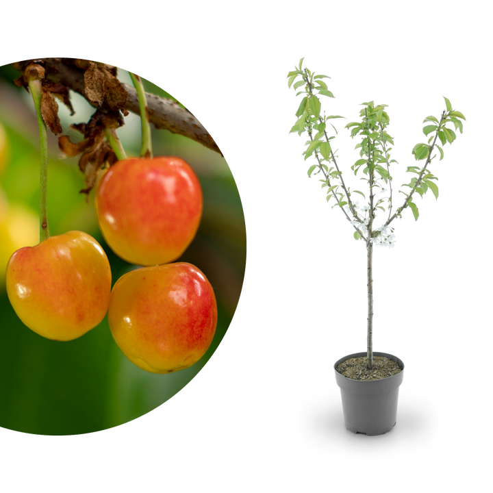 Bio-Kirschbaum 'Büttners Rote Knorpelkirsche'