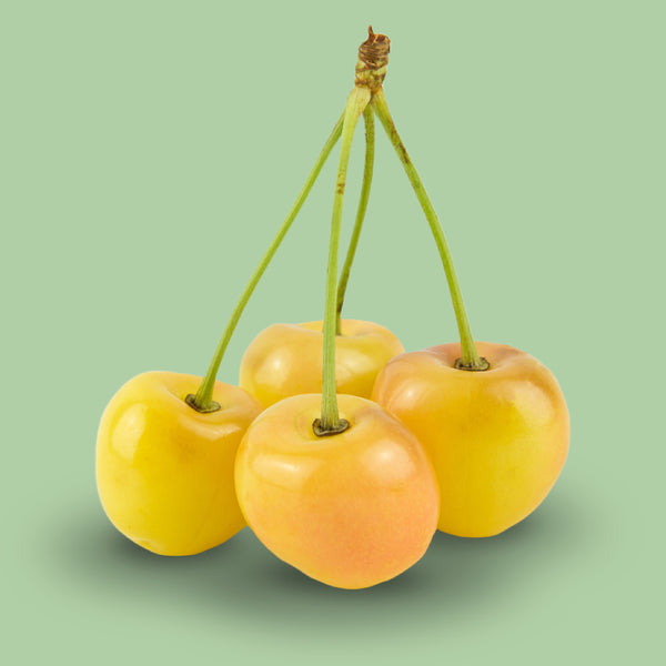 Früchte des Bio-Kirschbaums 'Dönissens Gelbe Knorpelkirsche'
