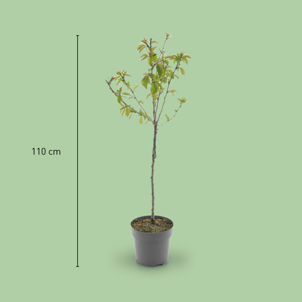 Größe des Bio-Kirschbaums 'Dönissens Gelbe Knorpelkirsche'
