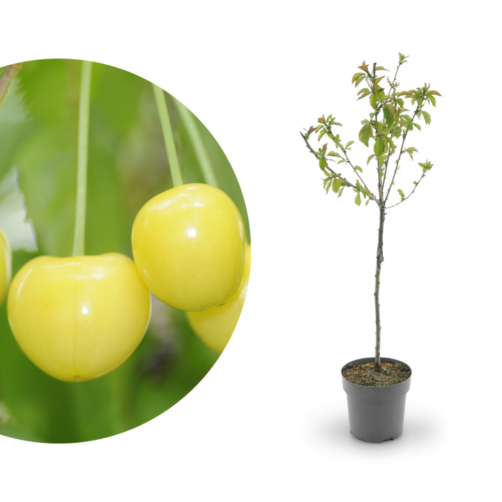 Bio-Kirschbaum 'Dönissens Gelbe Knorpelkirsche'