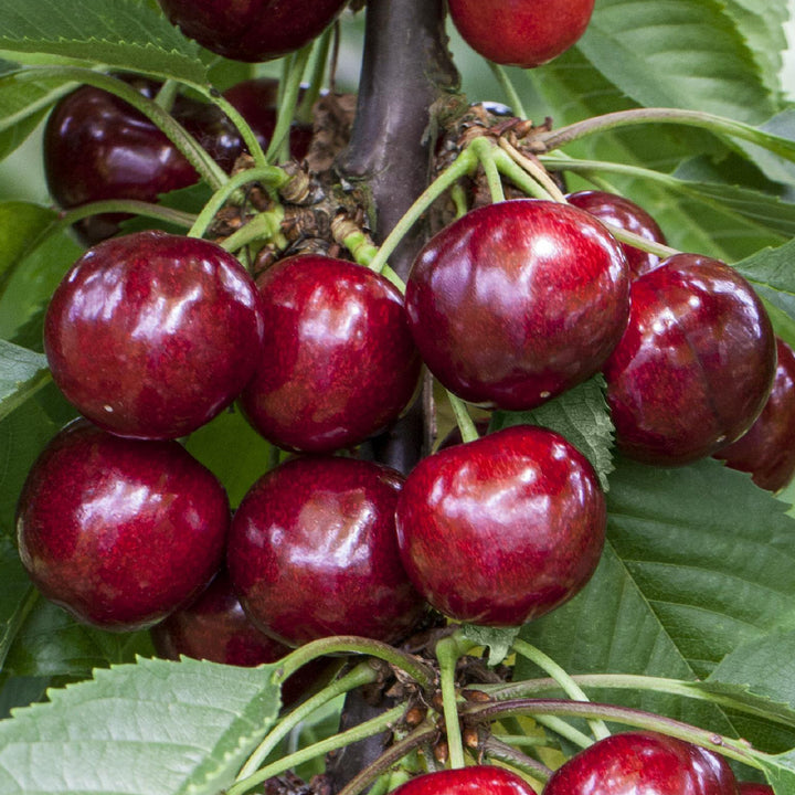Reife Kirschen 'Erika'