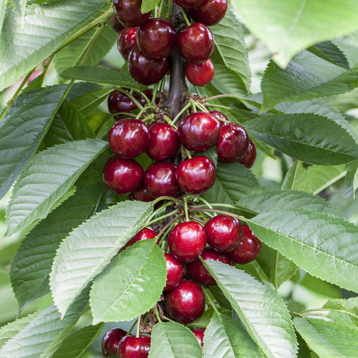 Bio-Kirschbaum 'Erika' im Garten