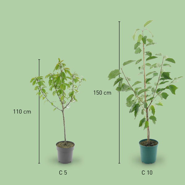 Größe des Bio-Kirschbaums 'Erika'