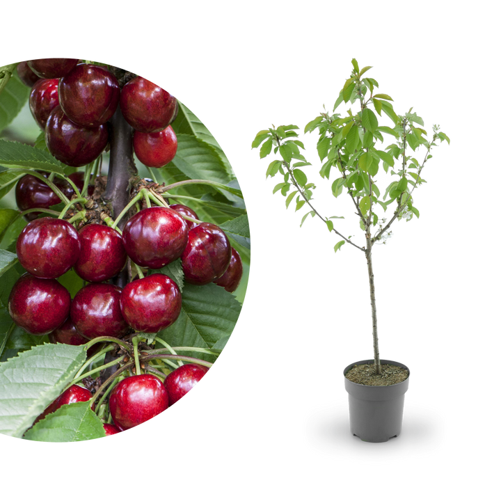 Bio-Kirschbaum 'Erika'