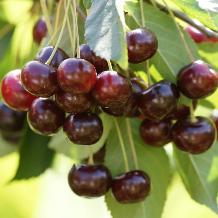 Bio-Kirschbaum 'Große Schwarze Knorpelkirsche' im Garten