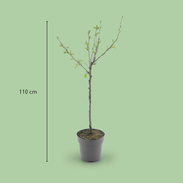 Größe des Bio-Kirschbaums 'Große Schwarze Knorpelkirsche'