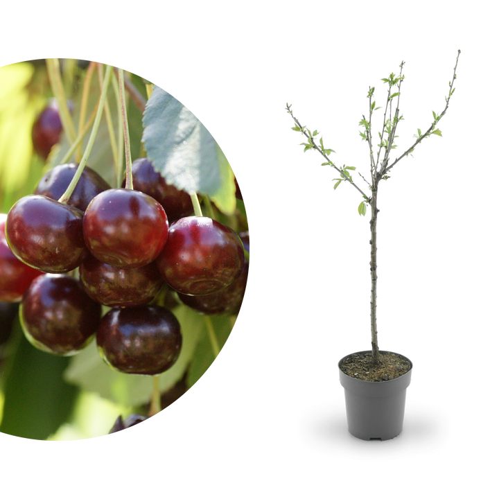 Bio-Kirschbaum 'Große Schwarze Knorpelkirsche'