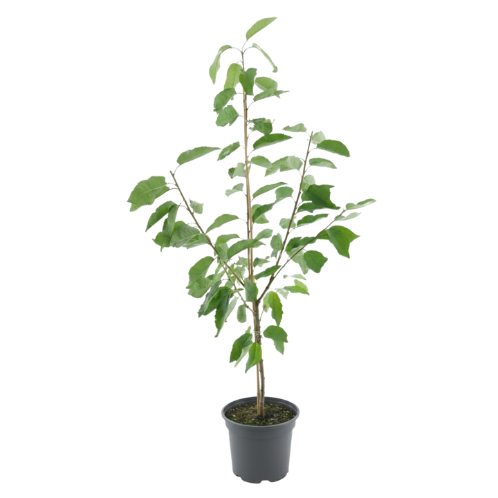 Bio-Kirschbaum 'Stella'