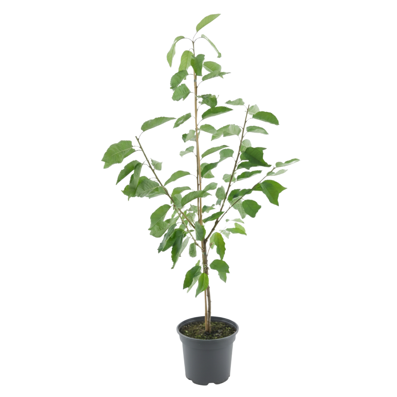 Bio-Kirschbaum 'Sunburst'