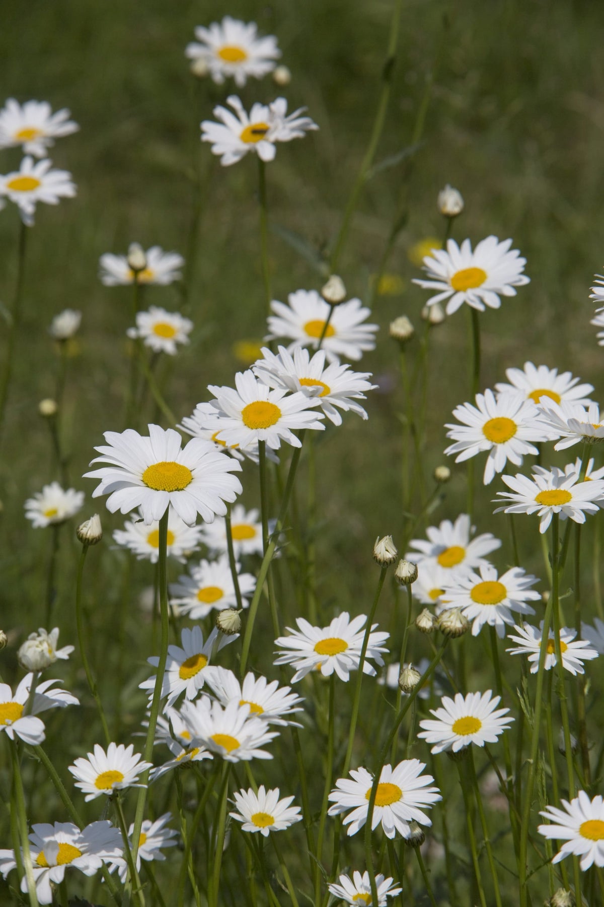 Bio-Kleine Margerite Wildblume-Leucanthemum vulgare
