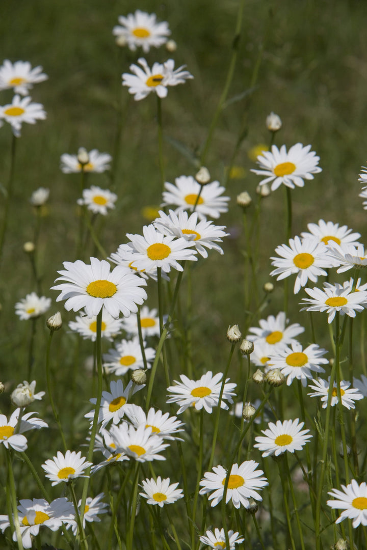 Bio-Kleine Margerite Wildblume-Leucanthemum vulgare