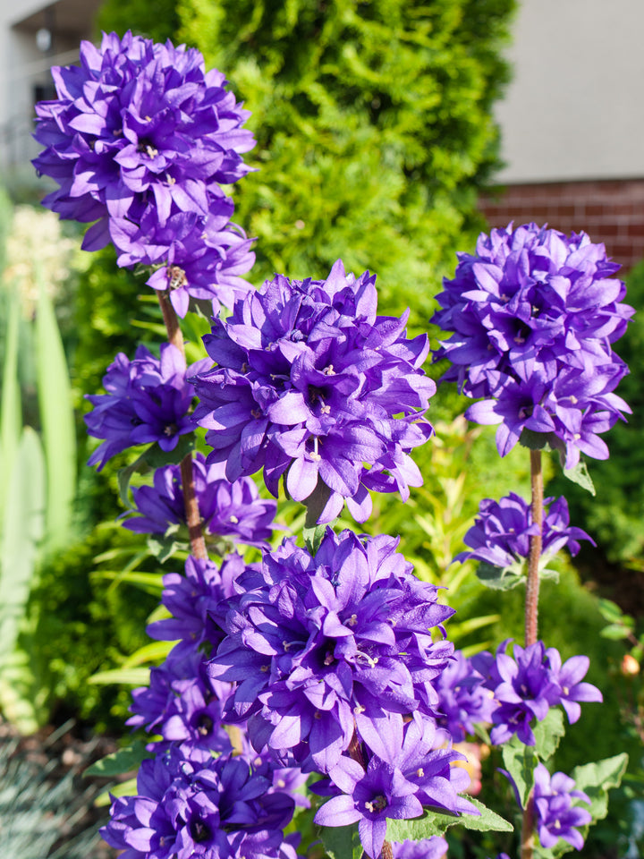 Bio-Knäuel-Glockenblume Wildblume-Campanula glomerata