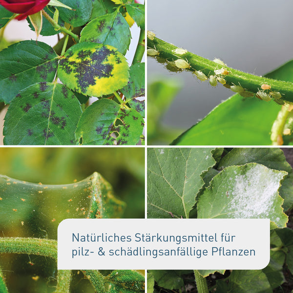 Bio-Knoblauch Sud für Pilzkrankheiten und Blattläuse