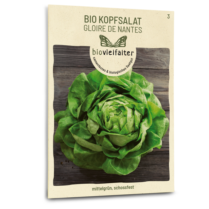Bio-Kopfsalat 'Gloire de Nantes'