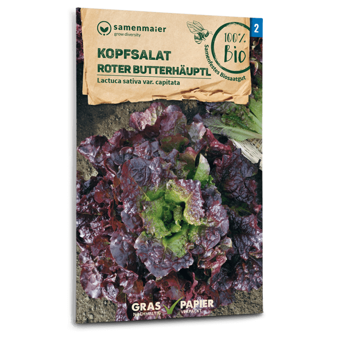 Bio-Kopfsalat 'Roter Butterhäuptl'