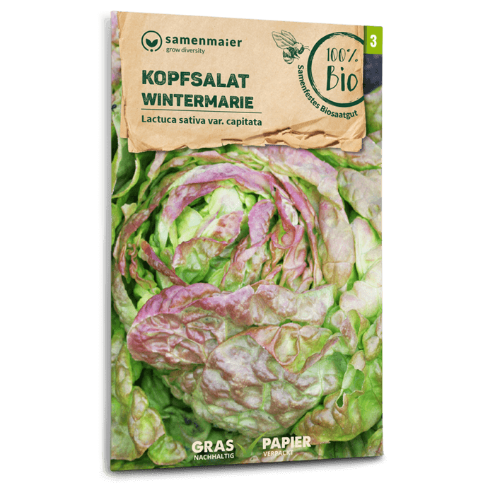 Bio-Kopfsalat 'Wintermarie' Samen