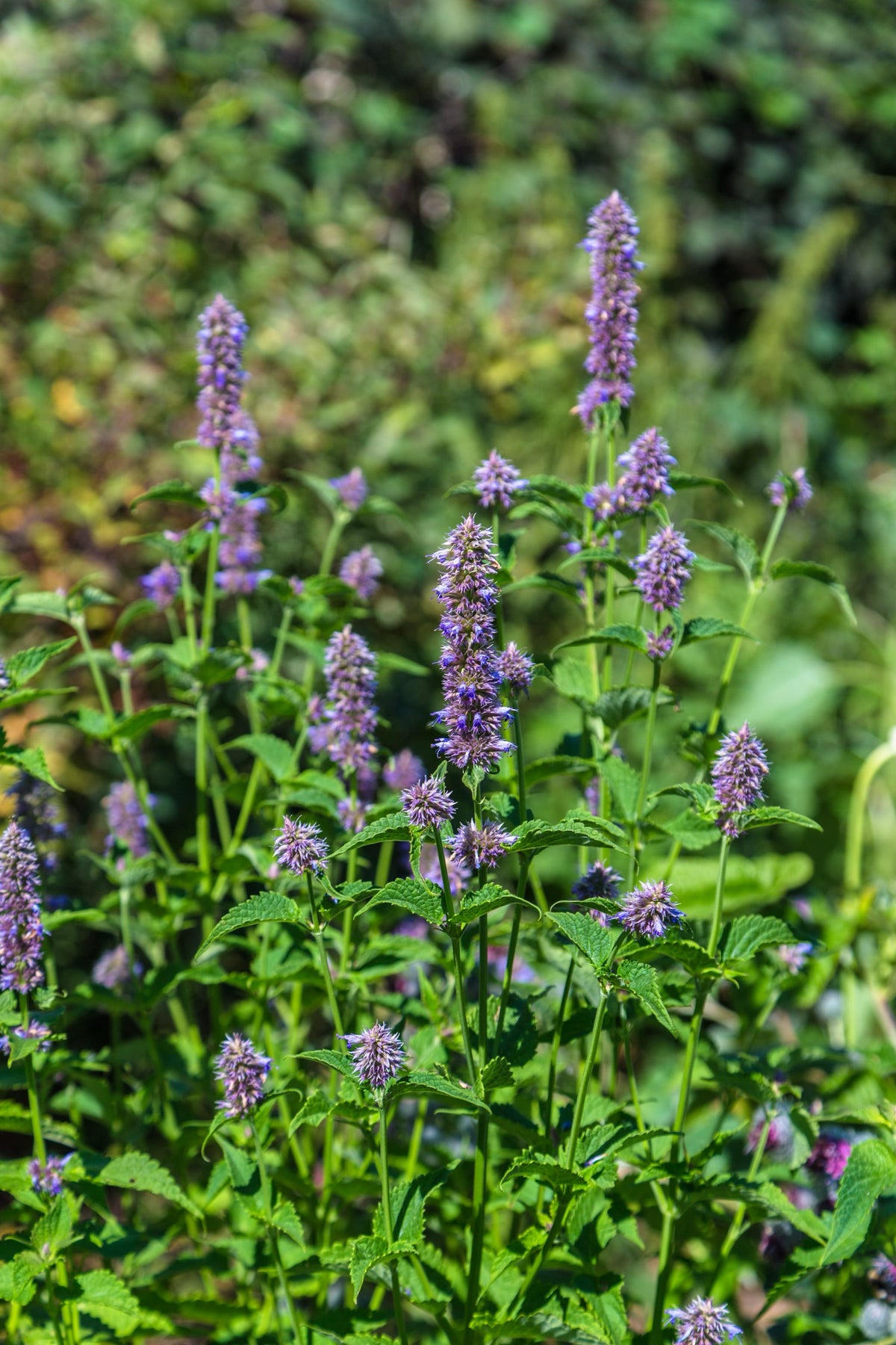 Bio-Koreanische Minze-Agastache rugosa