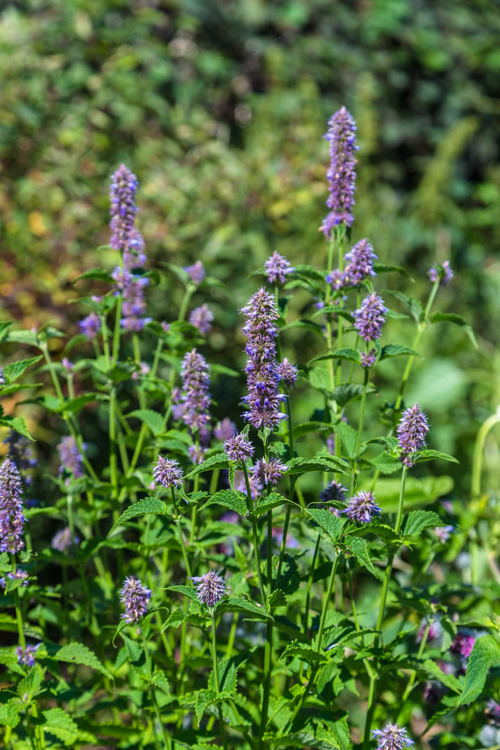 Bio-Koreanische Minze-Agastache rugosa