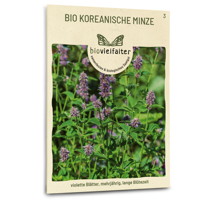 Bio-Koreanische Minze Samen