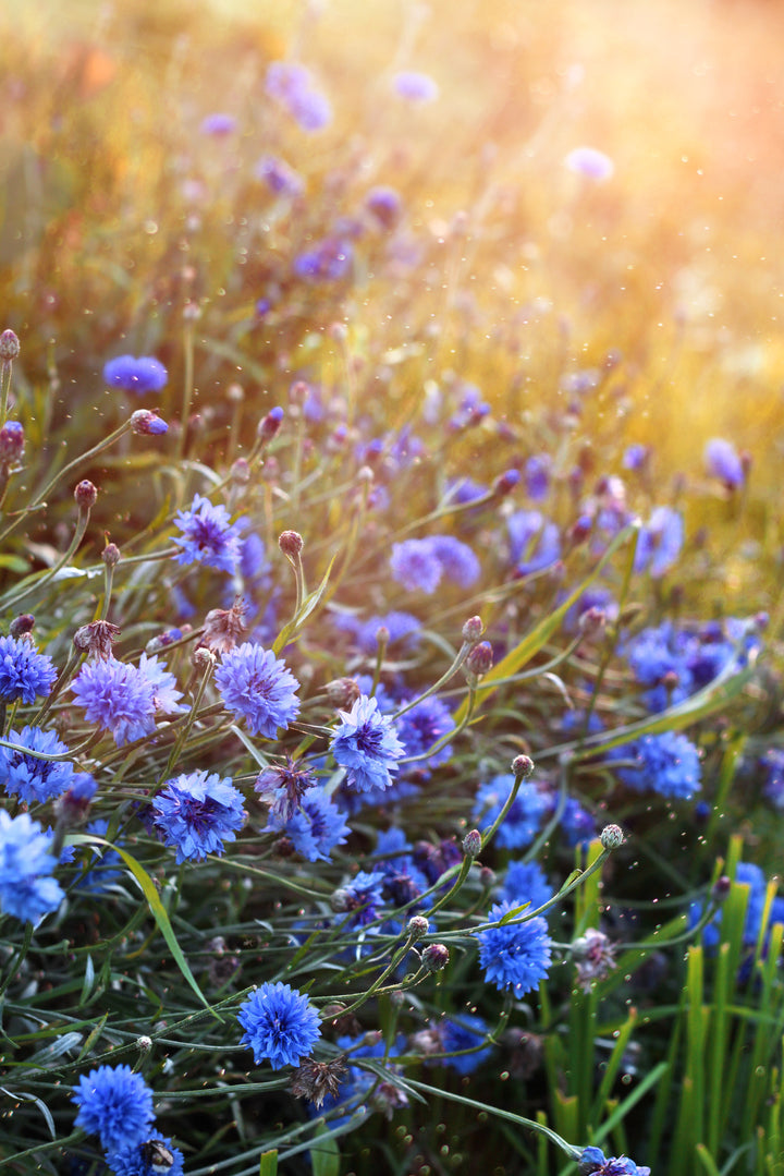 Bio-Kornblume Blau-Centaurea cyanus