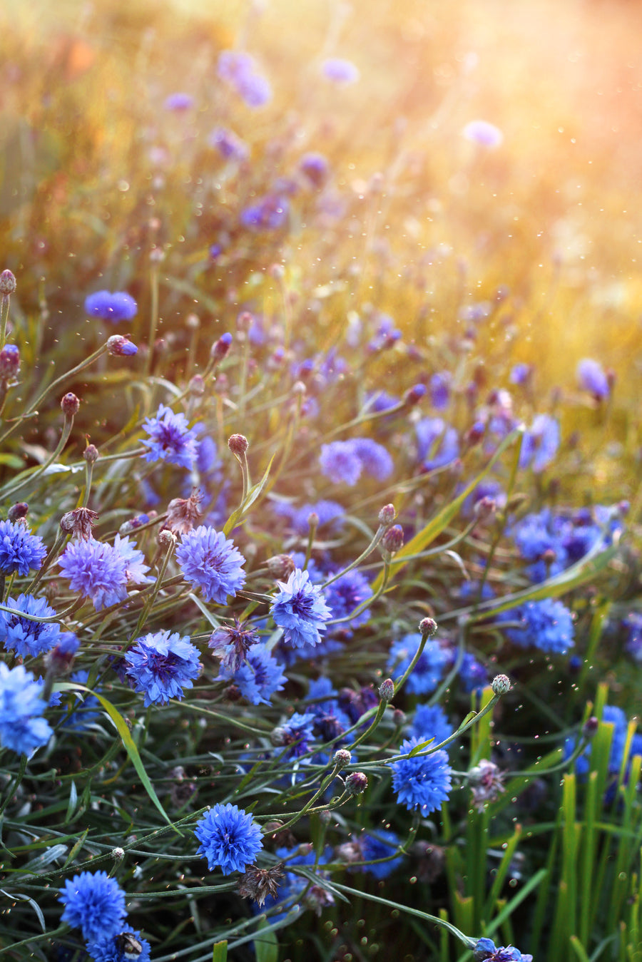 Bio-Kornblume Blau-Centaurea cyanus