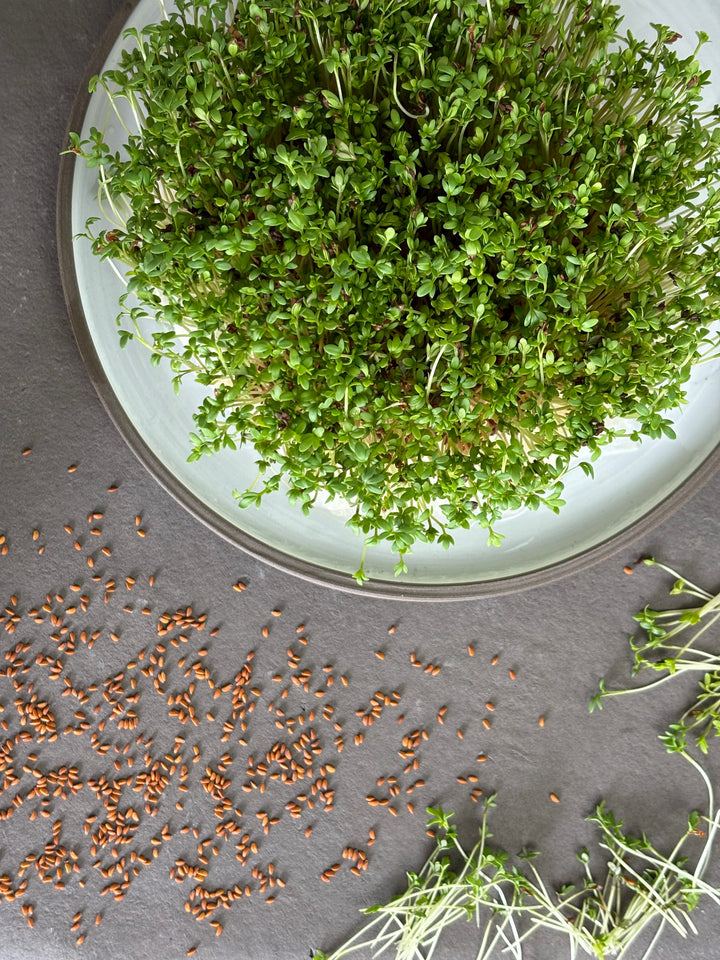 Bio-Kresse Sprossen-Lepidium sativum