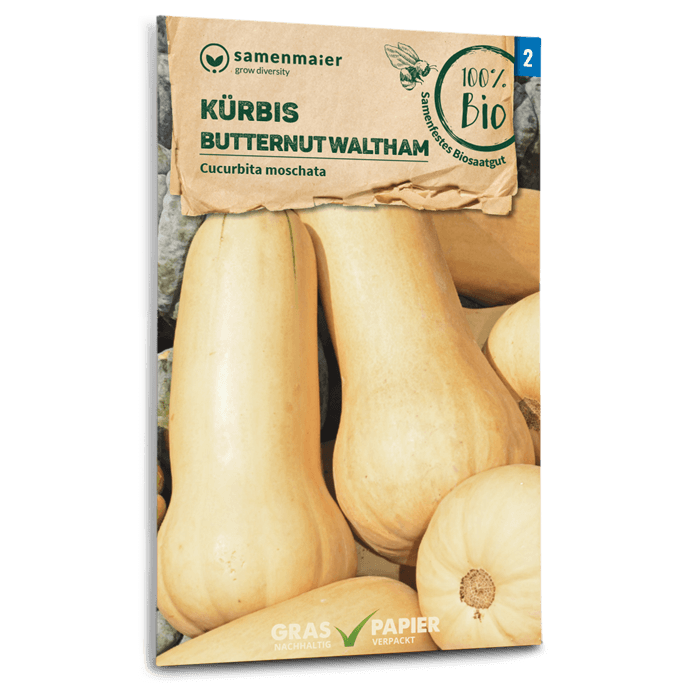 Bio-Kürbis 'Butternut Waltham' Samen