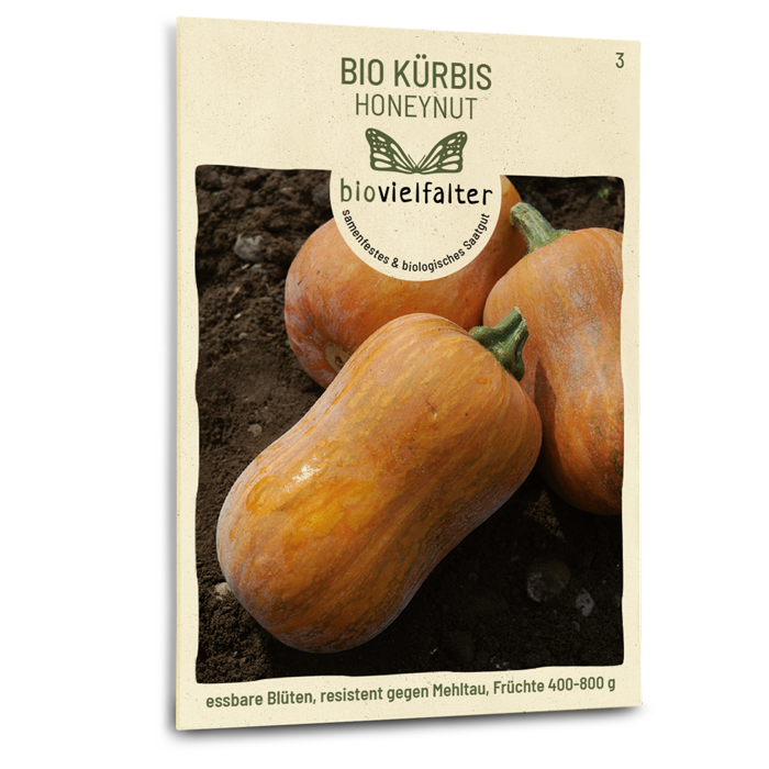 Bio-Kürbis 'Honeynut' Samen