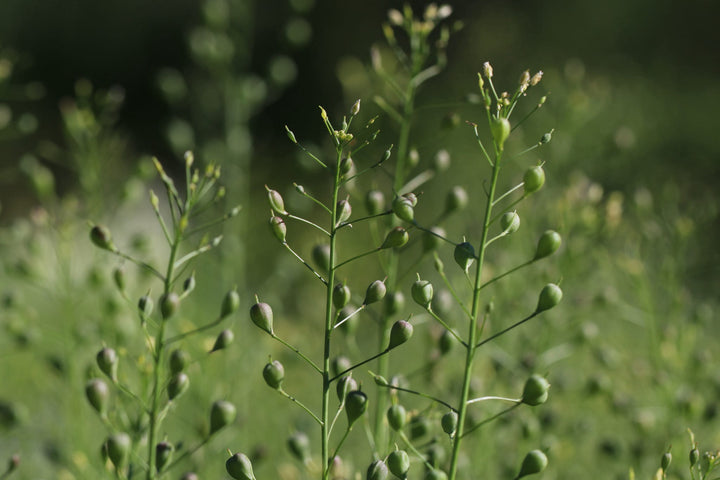 Bio-Leindotter Gründüngung-Camelina sativa