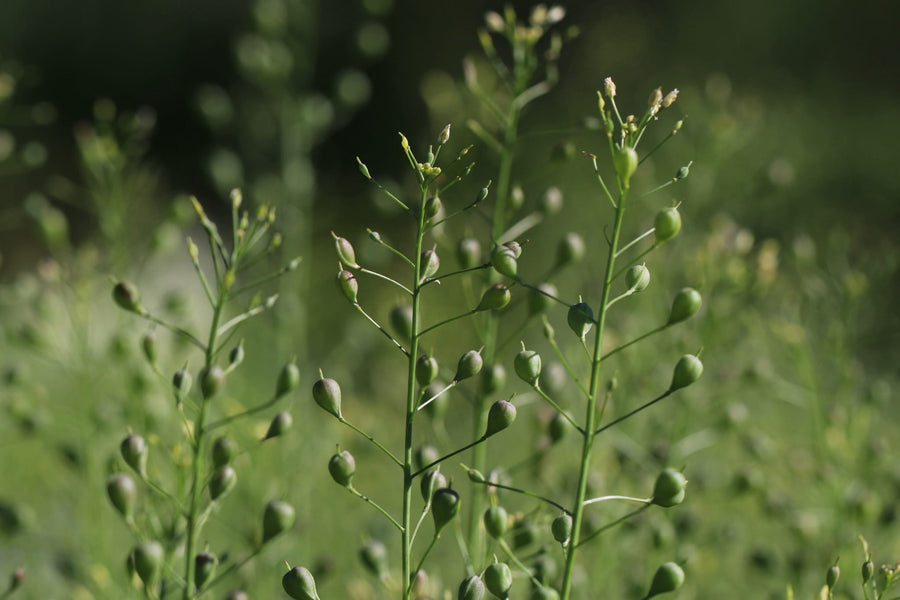 Bio-Leindotter Gründüngung-Camelina sativa