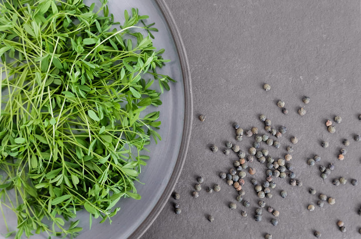 Bio-Linsen Sprossen-Lens culinaris