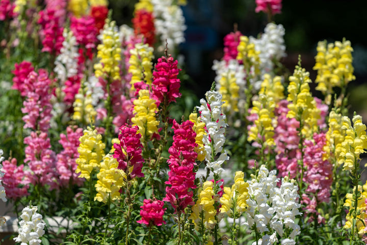 Bio-Löwenmäulchen Mischung-Antirrhinum majus
