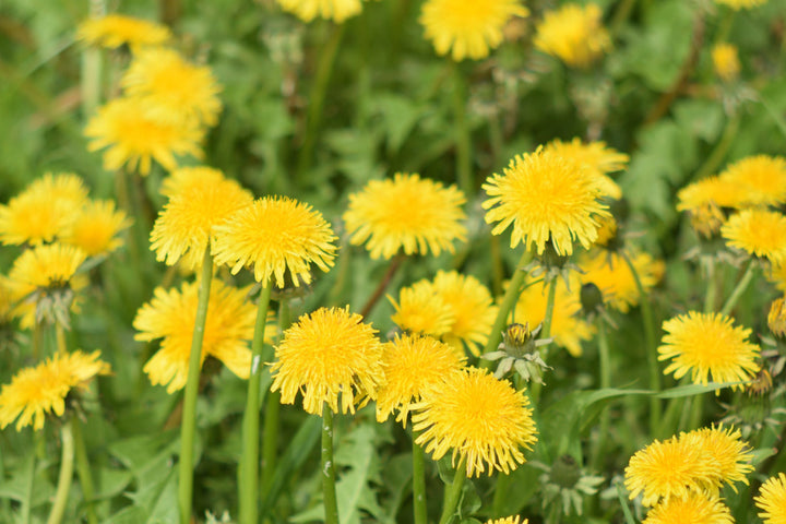 Bio-Löwenzahn-Taraxacum officinale