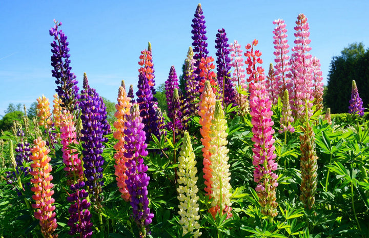 Bio-Lupine Mischung-Lupinus polyphyllus