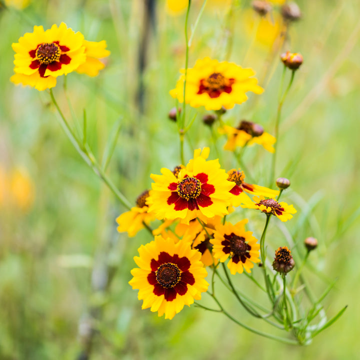 Bio-Mädchenauge-Coreopsis tinctoria