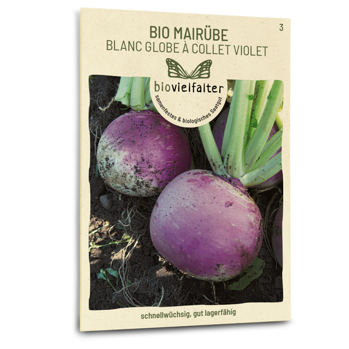 Bio-Mairübe 'Blanc globe à collet violet' Samen