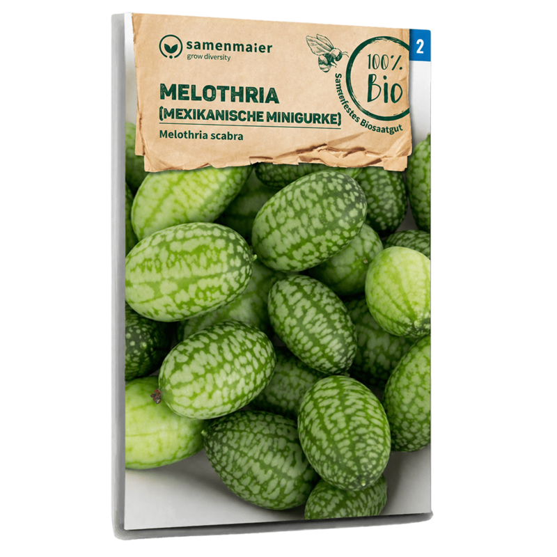 Bio-Mexikanische Minigurke Samen