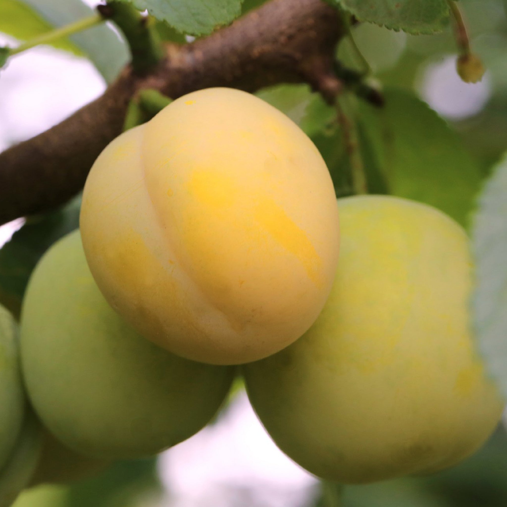 Bio-Mirabellenbaum 'Bellamira' im Garten