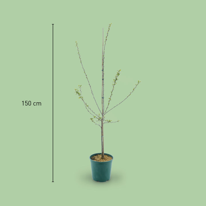 Größe des Bio-Mirabellenbaums 'Bellamira'