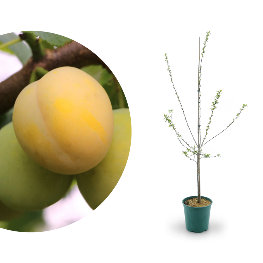 Bio-Mirabellenbaum 'Bellamira'